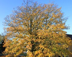 Oktober 2009 Rheydt