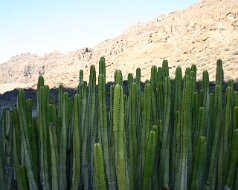 Gran Canaria