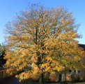 Herbstbaum Susanne